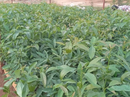 WhatsApp Image 2025-01-18 at 14.57.26_15d0727b